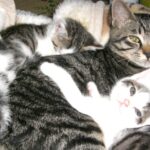 シマと３匹の子猫