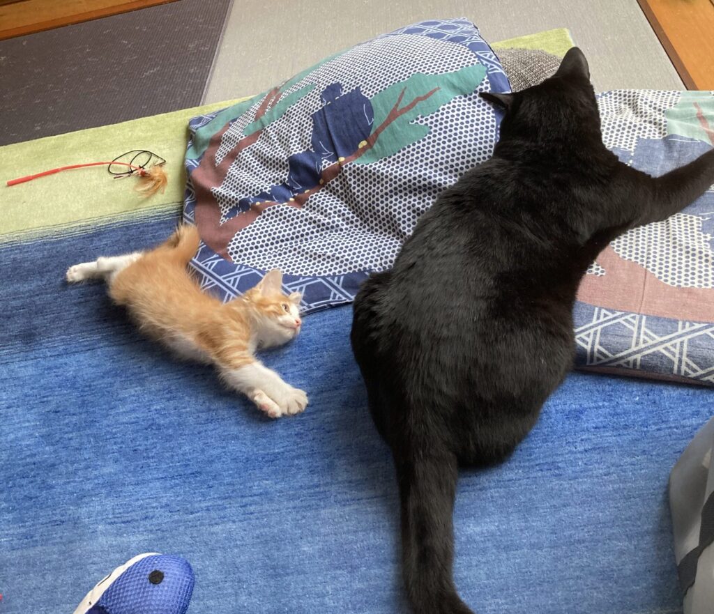 すすきときなこが寝転んでいる