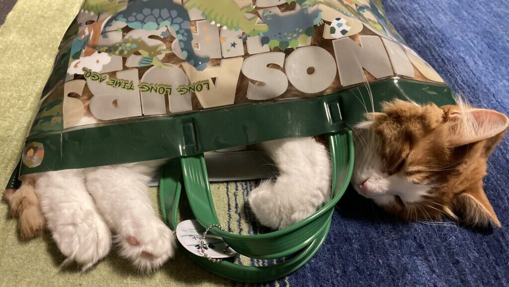 きなこがカバンに入って寝ている